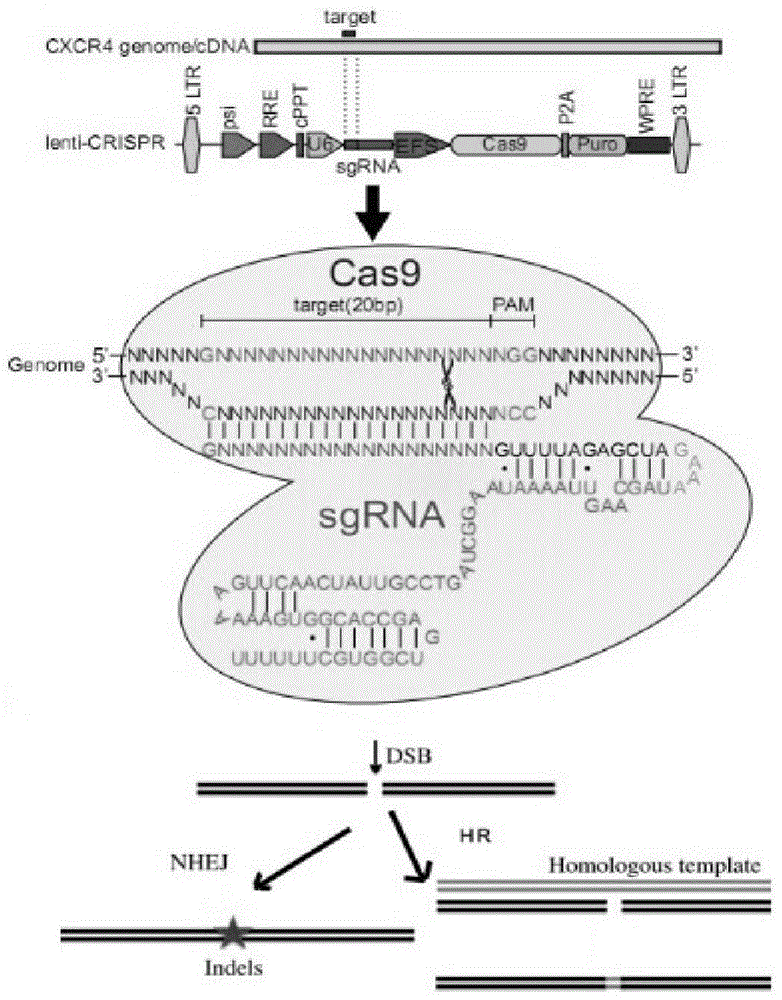 用于艾滋病基因治疗的CRISPR/Cas9重组慢病毒载体及其慢病毒的制作方法与工艺