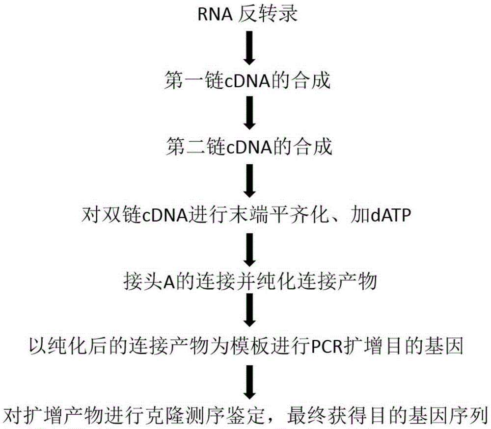 用于克隆全长基因的成套试剂及方法与流程