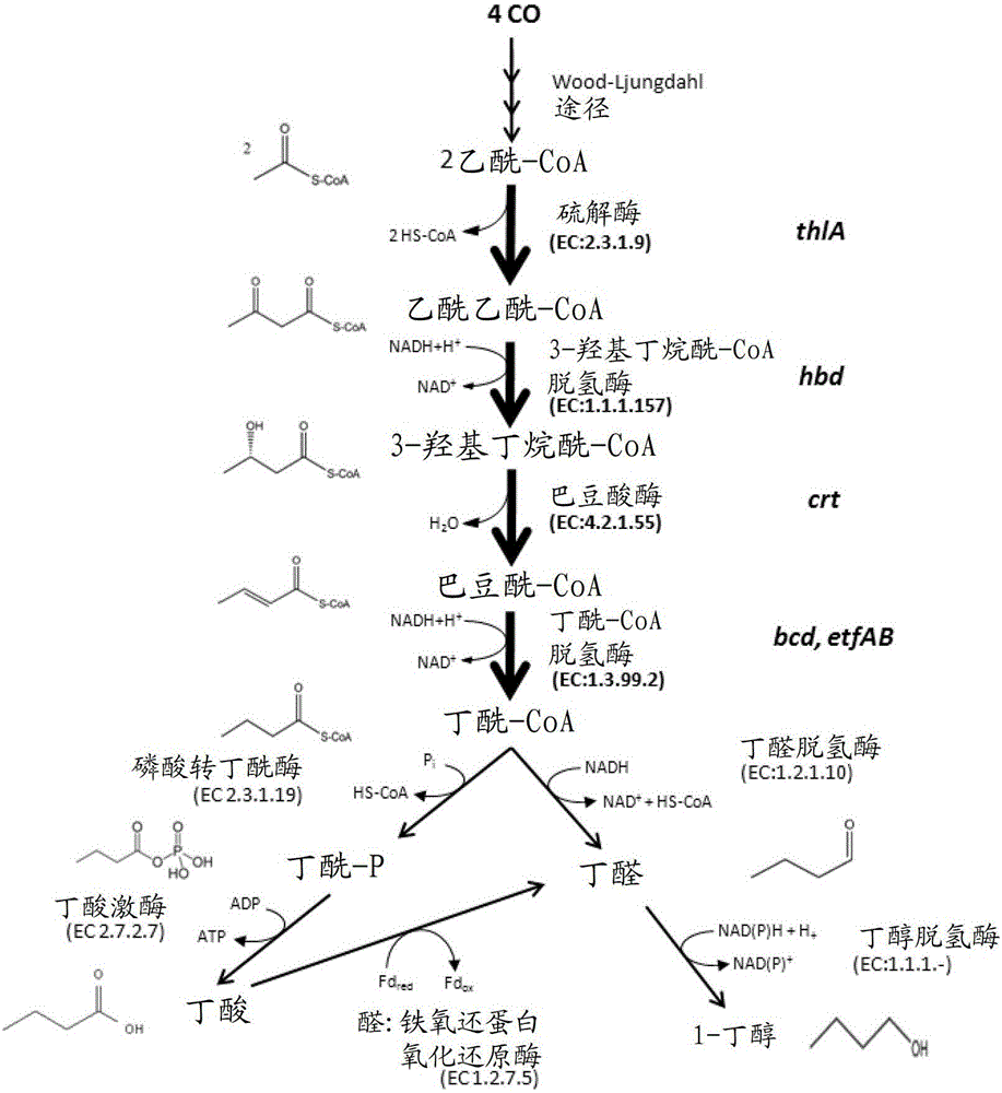 通過重組微生物從一氧化碳產(chǎn)生丁醇的制作方法與工藝