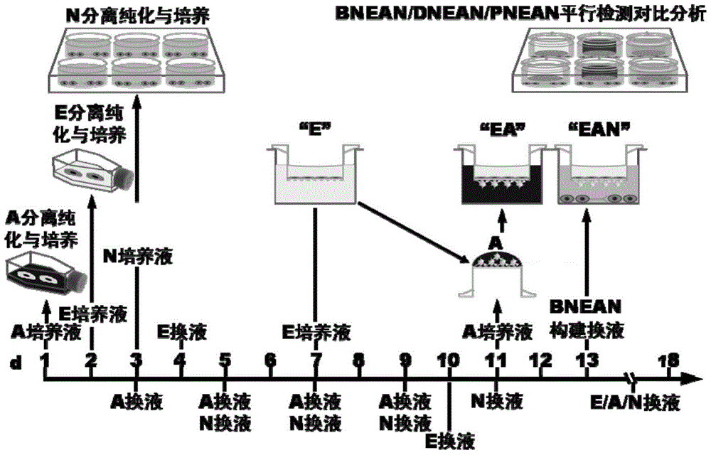 腦與脊髓急性缺血/再灌注損傷細(xì)胞網(wǎng)絡(luò)模型及其構(gòu)建方法和應(yīng)用與流程