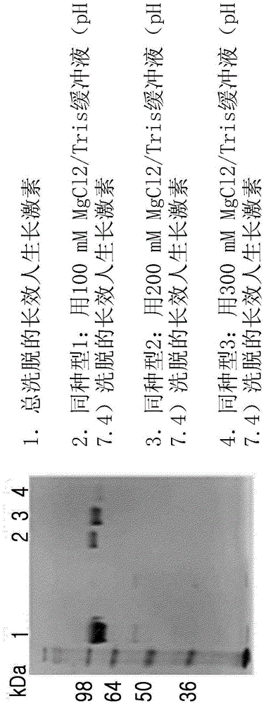 高度糖基化的長效人生長激素蛋白及其生產(chǎn)方法與流程