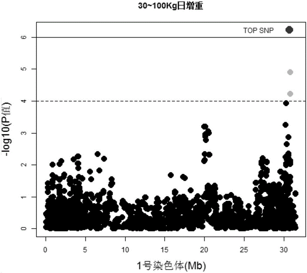 一種影響豬日增重性狀的分子標記及其應用的制作方法與工藝