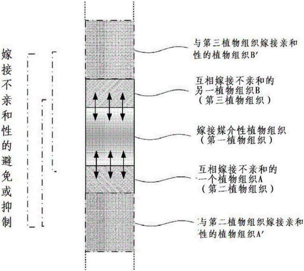 嫁接植物体及其生产方法与流程