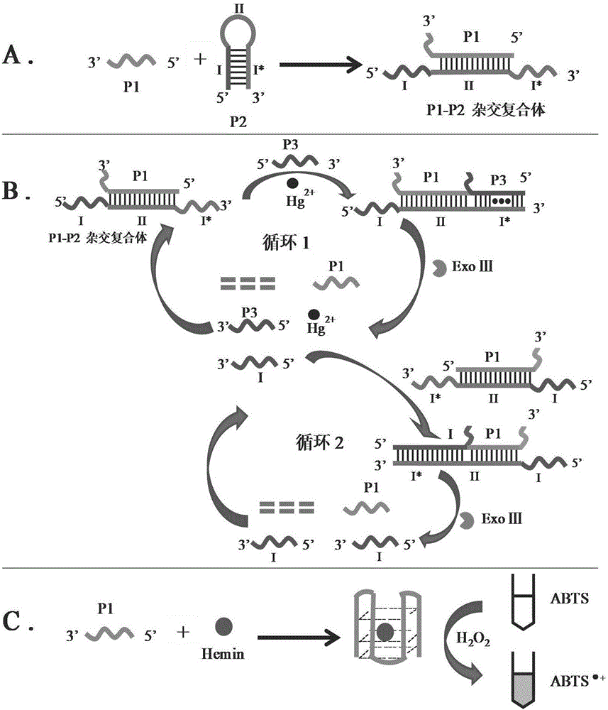基於核酸外切酶iii輔助的雙循環串聯信號放大dna組合探針組合物及製備