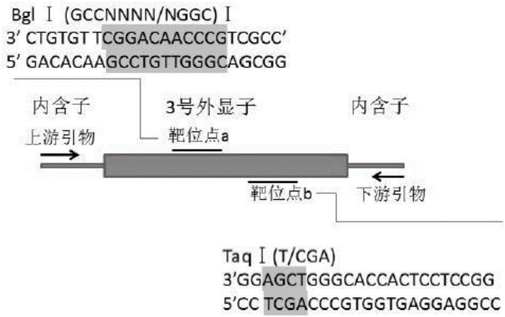一种基因敲除选育wnt16基因缺失型斑马鱼的方法与流程