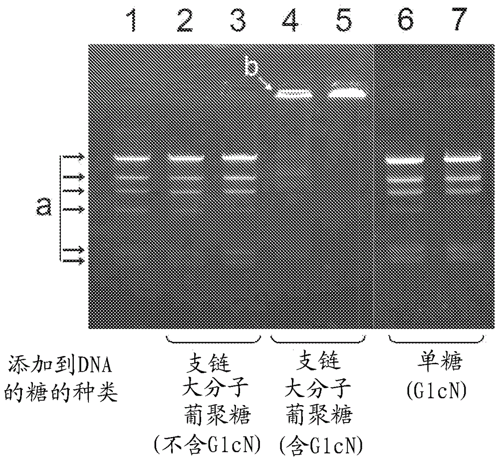 含氨基糖的葡聚糖，其制備方法及其用途與流程