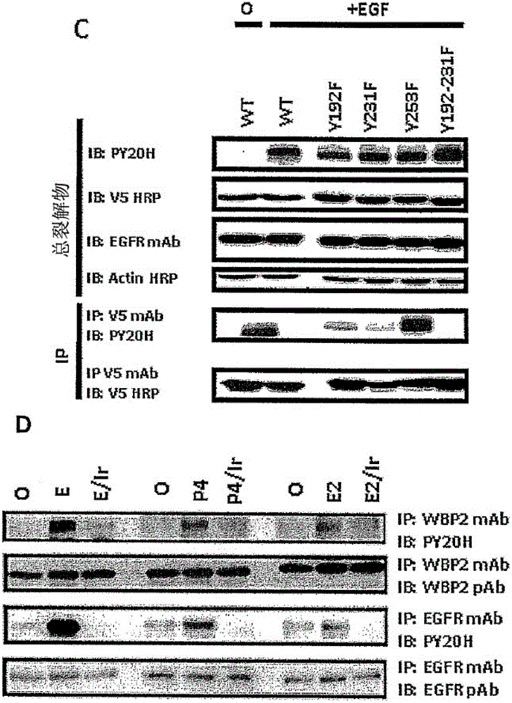 酪氨酸?磷酸化的WBP2，一種新的癌癥靶和生物標(biāo)記物的制作方法與工藝