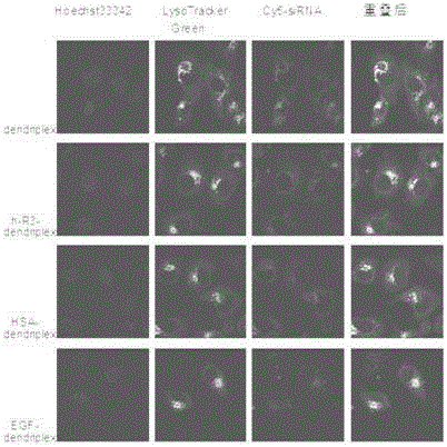 逆轉(zhuǎn)腫瘤多藥耐藥的基因組合物h?R3/PAMAM G5/MDR1 siRNA及其應(yīng)用的制作方法與工藝