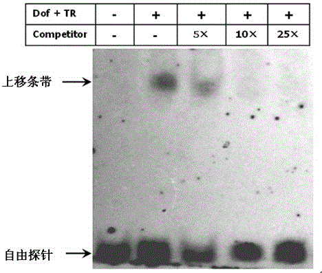 一種結(jié)合串聯(lián)重復(fù)序列(TTTACAC)5的Dof蛋白質(zhì)的制作方法與工藝