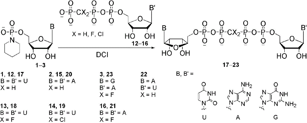 一种合成双核苷四磷酸以及P2,P3-（双卤代）亚甲基双核苷四磷酸的方法与流程