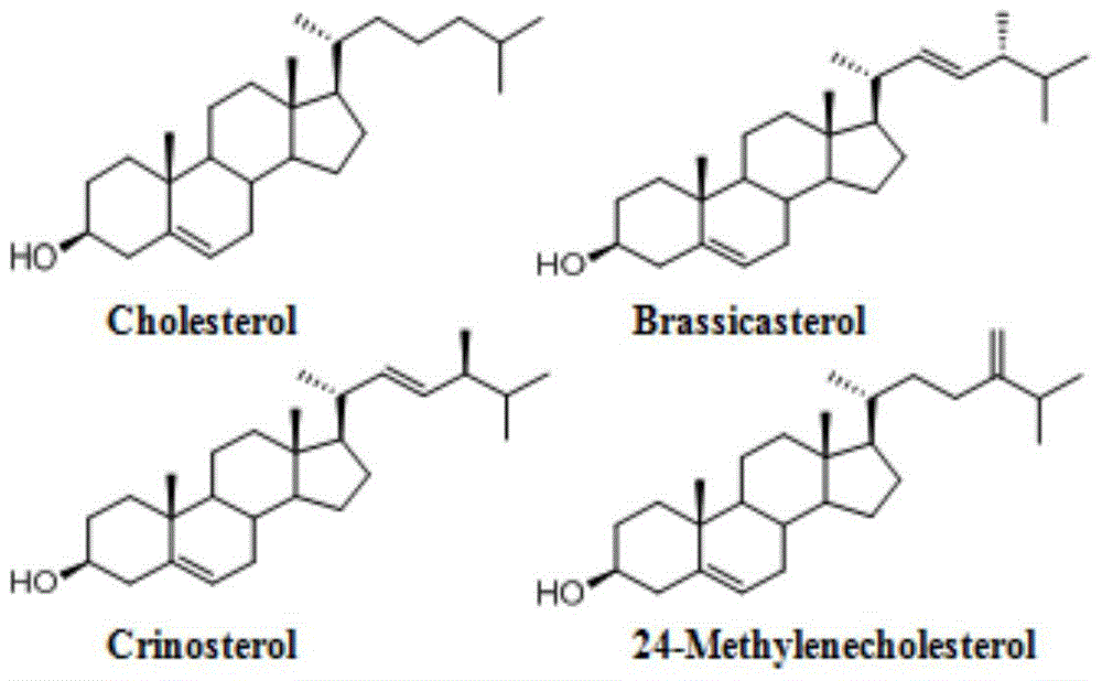 一种淡菜甾体活性组分提取物及其制备方法和应用与流程