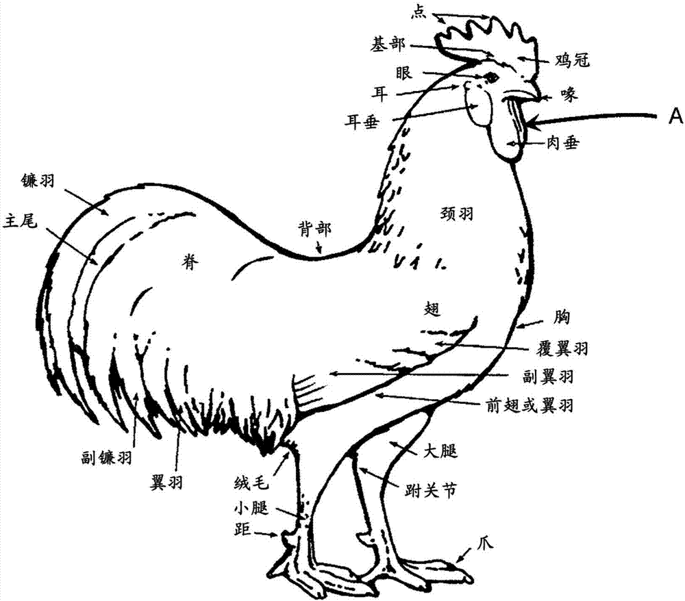 杀鸡的正确方法图解图片