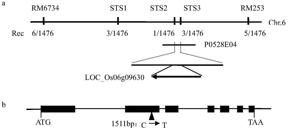 一種水稻根系伸長(zhǎng)控制基因 OsKASI 及編碼的蛋白質(zhì)的制作方法與工藝