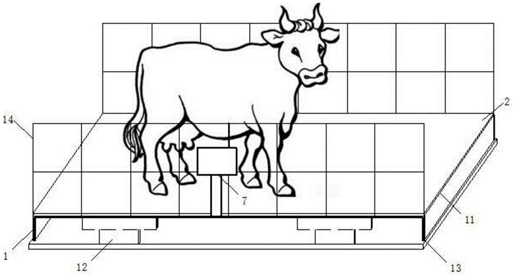 一种奶牛自动测量体重装置的制作方法