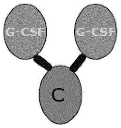 G?CSF二聚體在治療嗜中性粒細(xì)胞減少癥中的應(yīng)用的制作方法與工藝