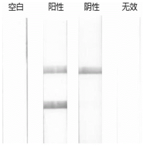 一種食品及飼料中鹿源成分檢測(cè)側(cè)向流試紙條檢測(cè)試劑盒及其應(yīng)用的制作方法與工藝