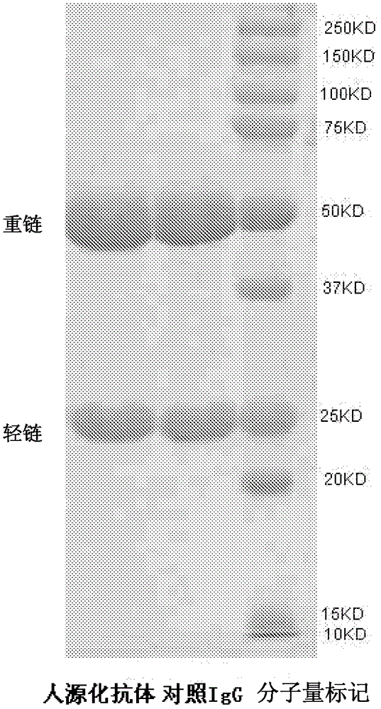 抗人死亡受体5胞外区的人源化单克隆抗体的制作方法与工艺