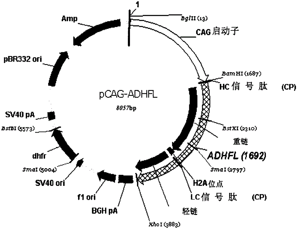 抗人死亡受體5胞外區(qū)的人源化單克隆抗體的制作方法與工藝