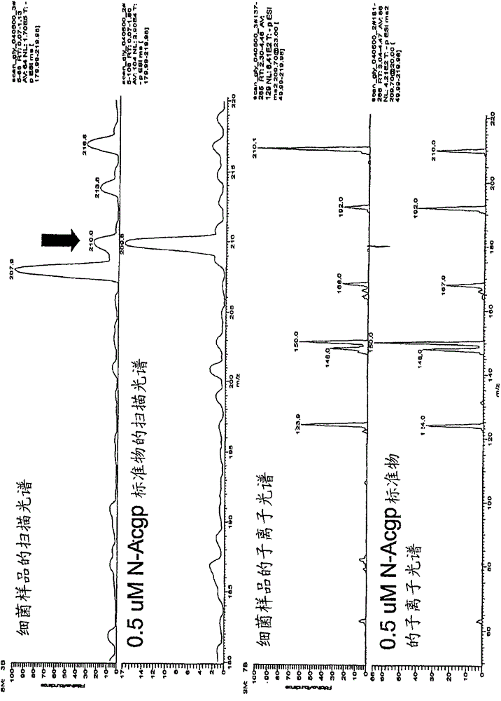 新的草甘膦?N?乙酰轉(zhuǎn)移酶(GAT)基因的制作方法與工藝