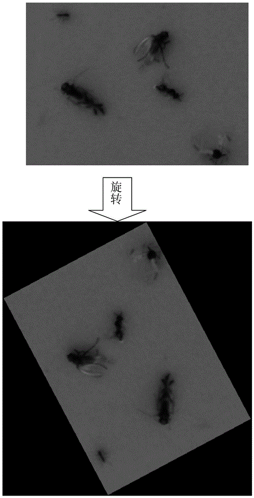 一種黃板上常見(jiàn)蔬菜昆蟲的自動(dòng)識(shí)別方法與流程