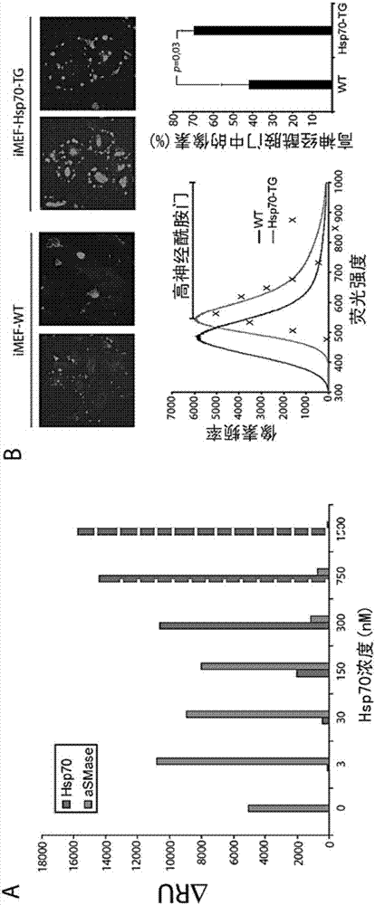 Hsp70作為酶促活性調(diào)節(jié)物的應(yīng)用的制作方法與工藝