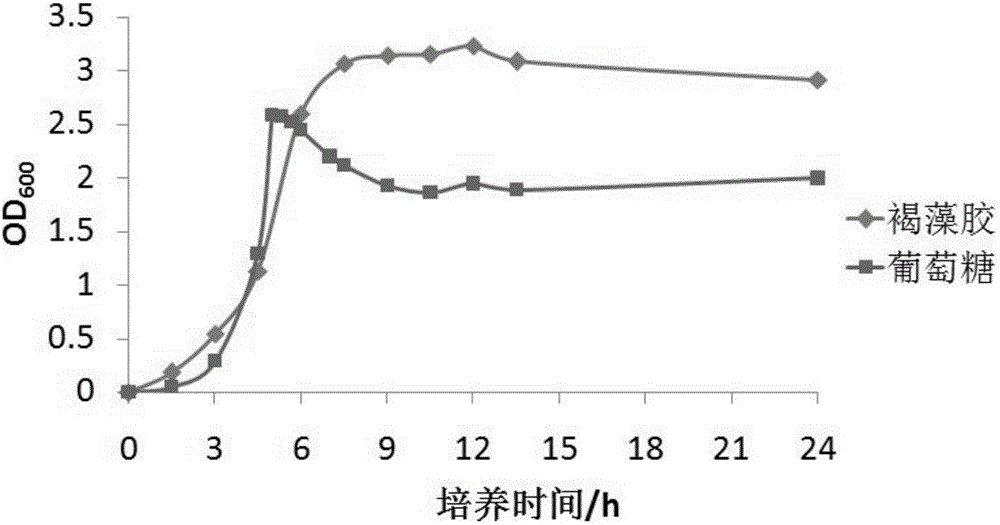 一種高產褐藻膠裂解酶的海洋弧菌及其應用的制作方法與工藝