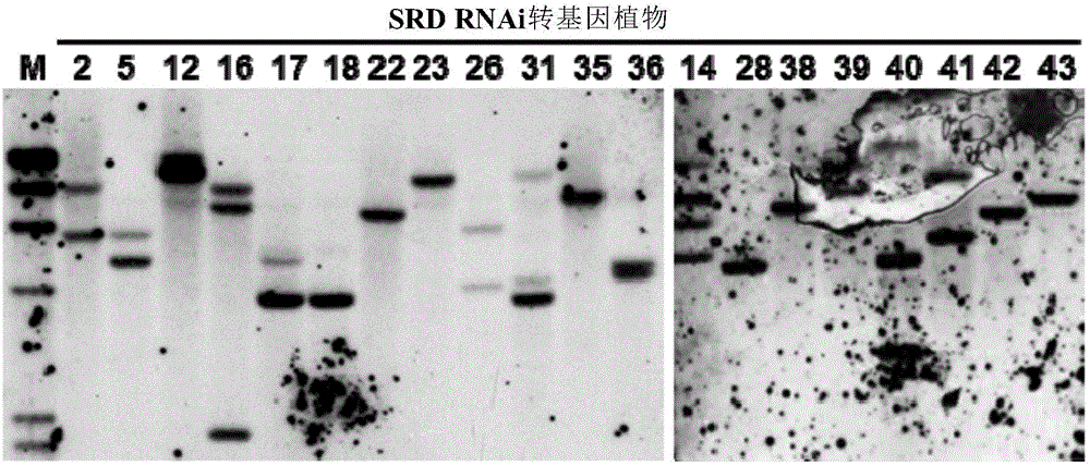 調(diào)節(jié)薯類葉片中淀粉含量的方法及應(yīng)用與流程