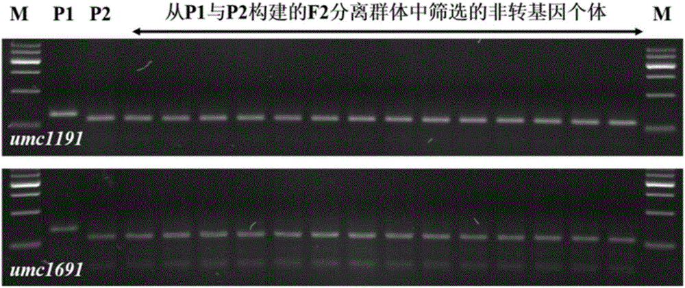 鑒定轉(zhuǎn)基因植物或者轉(zhuǎn)基因玉米雙抗12?5外源基因插入染色體位置的方法及其應(yīng)用與流程