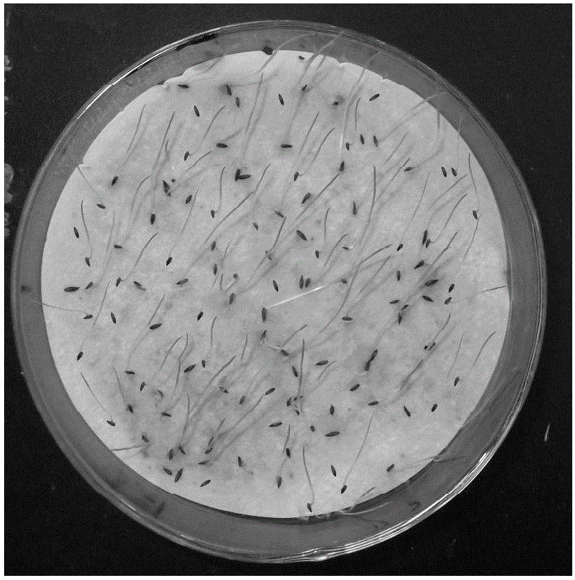 荻种子促进萌发方法与流程