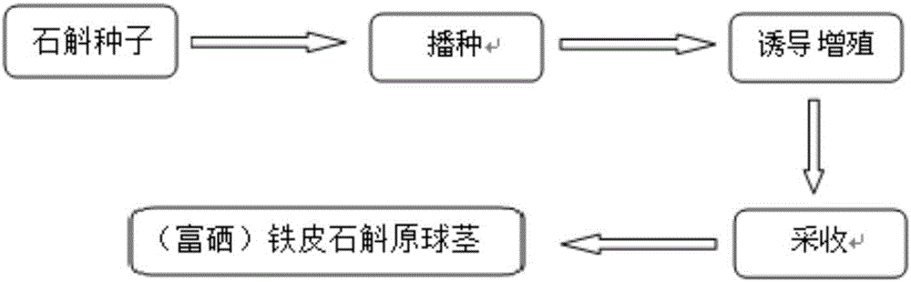 一種鐵皮石斛、三七、紅景天口服液及其制備方法與流程