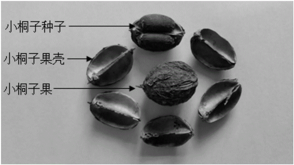 一种以小桐子果壳为碳源载体制备的磁性催化剂及其应用的制作方法与工艺