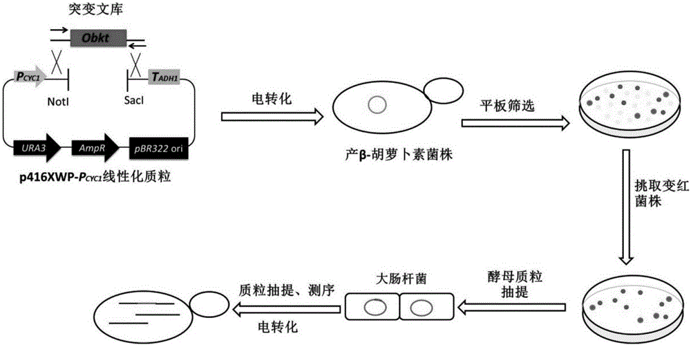 β‑胡萝卜素酮化酶突变体、重组表达载体、基因工程菌及其应用的制作方法与工艺