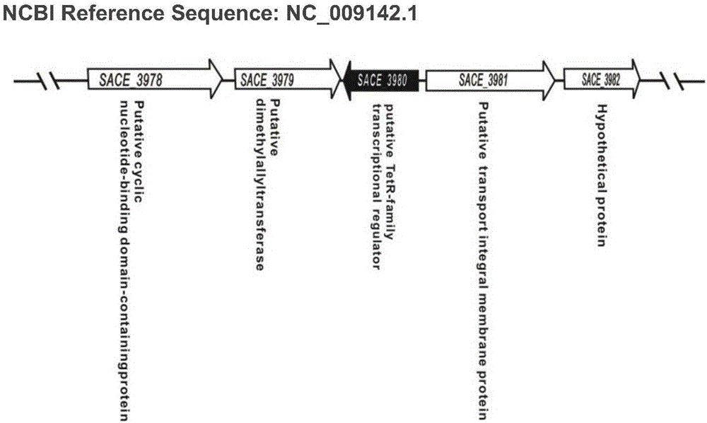 通过改造糖多孢红霉菌SACE_3980基因提高红霉素产量的方法与流程