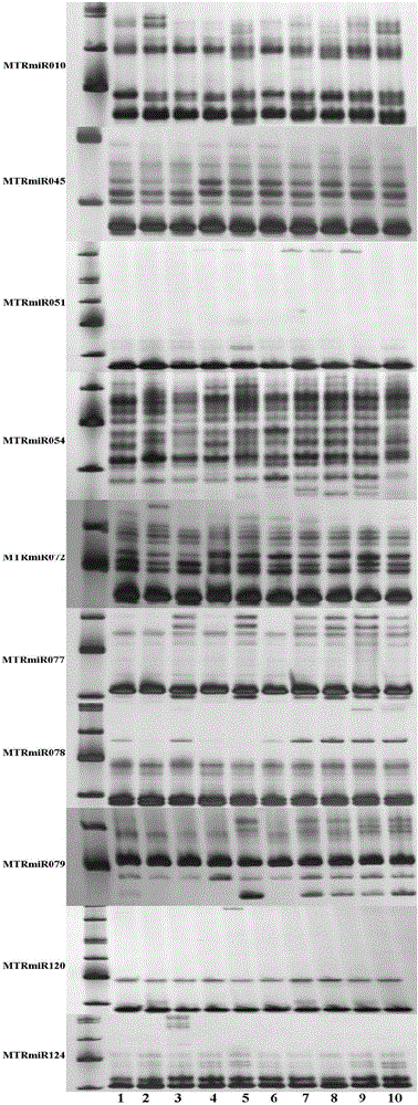 蒺藜苜蓿microRNA‑SSR分子标记引物及在苜蓿品种鉴定中的应用的制作方法与工艺