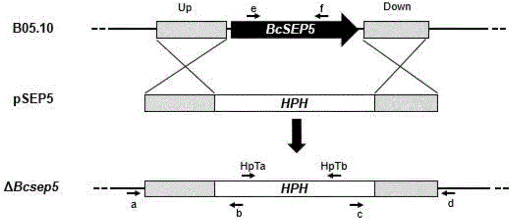一種與致病力相關(guān)的灰霉病菌基因BcSEP5及其應(yīng)用的制作方法與工藝