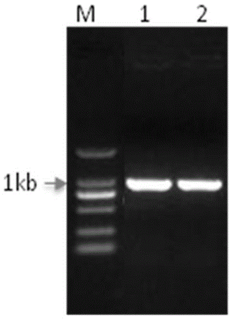 一種煙草腋芽生長調(diào)控基因NtIPT1及其克隆方法與應(yīng)用與流程