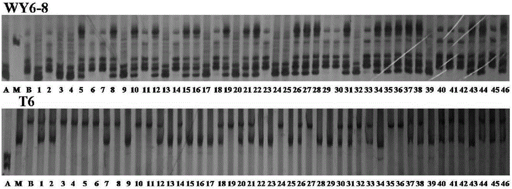 水稻稻瘟病抗性基因Pi2‑1的分子标记方法及应用与流程