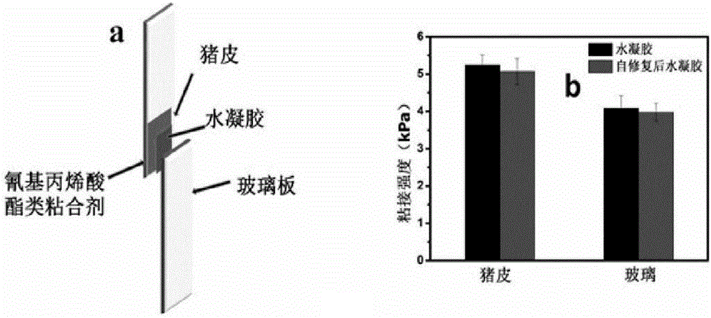 一种具有良好生物粘附性的医用水凝胶的制备方法与流程