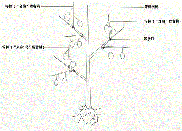 一种观赏盆栽猕猴桃嫁接多个猕猴桃品种的栽培方法与流程