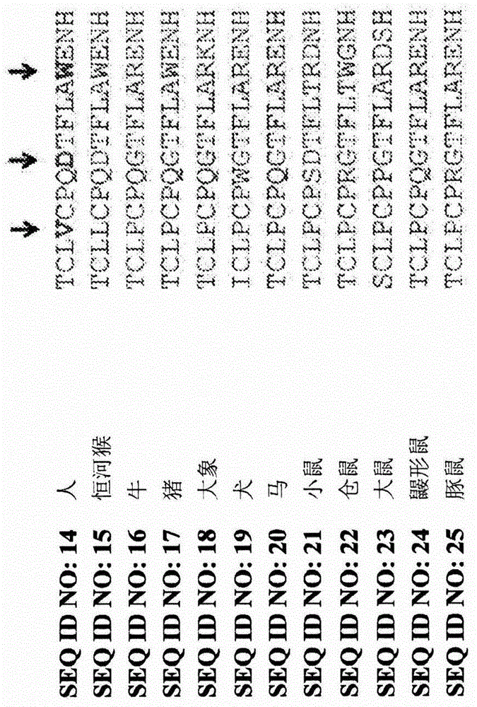 DR3變體及其用途的制作方法與工藝