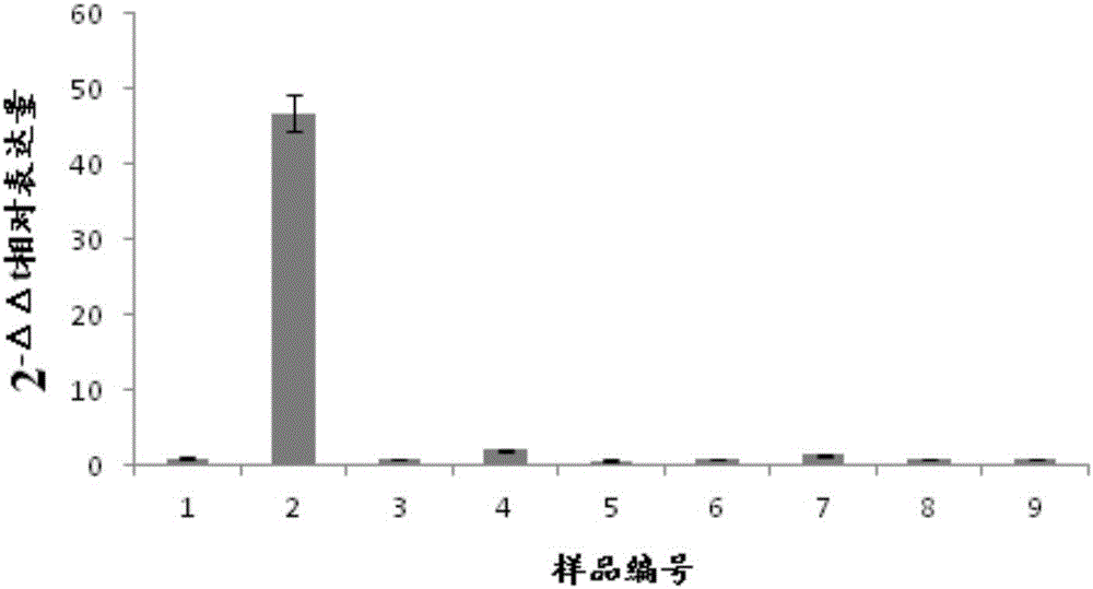 一種在盆栽苗木上控制柑桔黃龍病的方法與流程