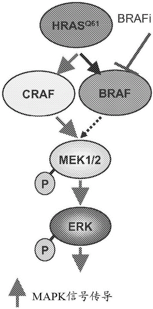 使用BRAF抑制剂的伤口愈合的制作方法与工艺