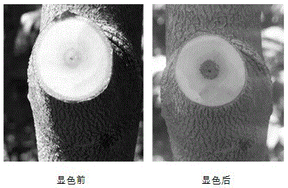 一种快速检测产沉香植物体内沉香诱导剂输导规律的方法及应用与流程