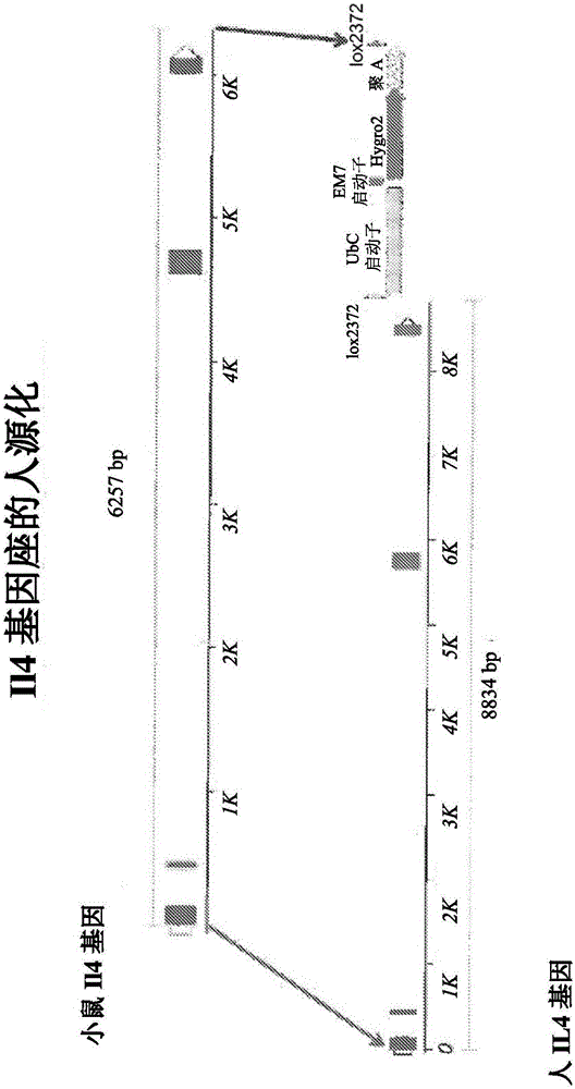 人源化IL?4和IL?4Rα動物的制作方法與工藝