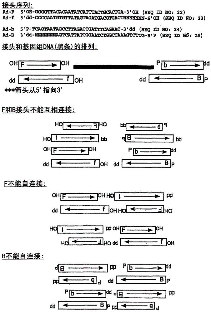 通過雜交進(jìn)行的隨機(jī)陣列DNA分析的制作方法與工藝