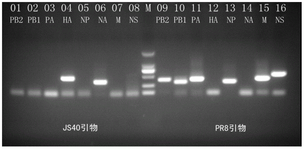 重组类禽型H1N1流感病毒灭活疫苗株(JS40/PR8)及其制备方法和应用与流程