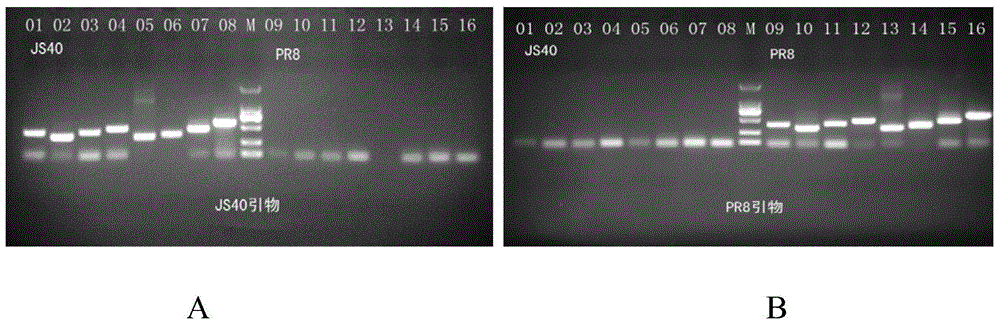 重組類禽型H1N1流感病毒滅活疫苗株(JS40/PR8)及其制備方法和應(yīng)用與流程