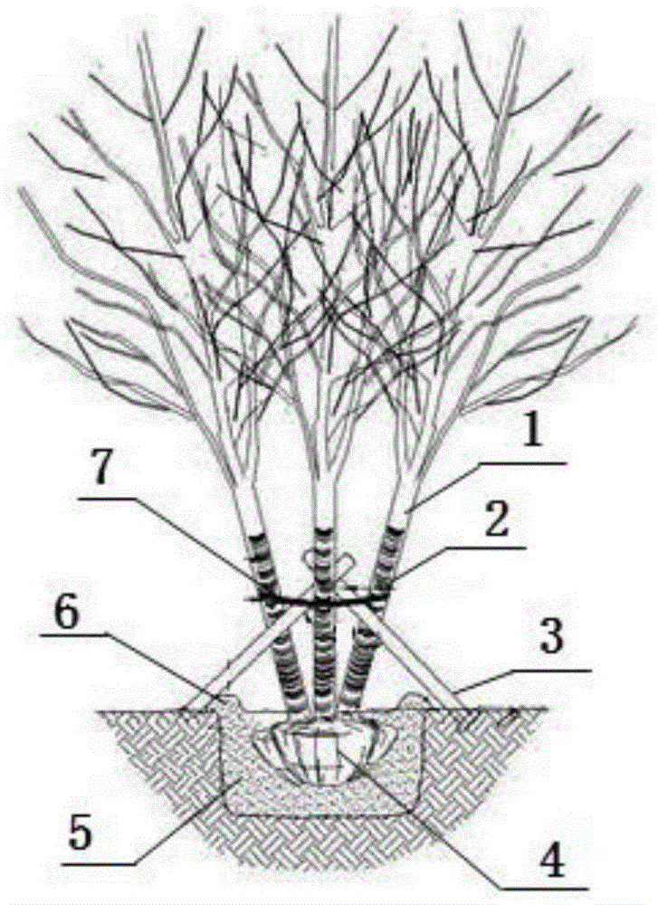 一种将独干苗木拼种成丛生多杆苗木的种植方法与流程