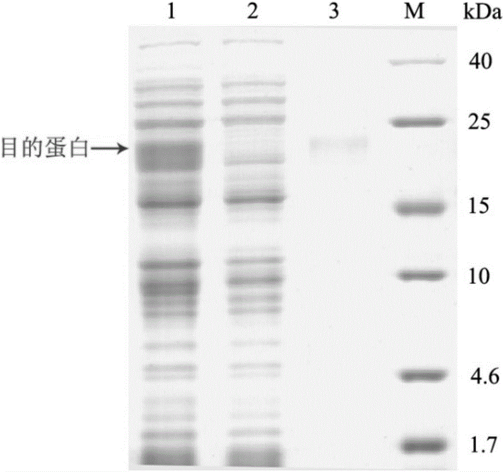 臍帶間充質(zhì)干細(xì)胞的培養(yǎng)方法與流程