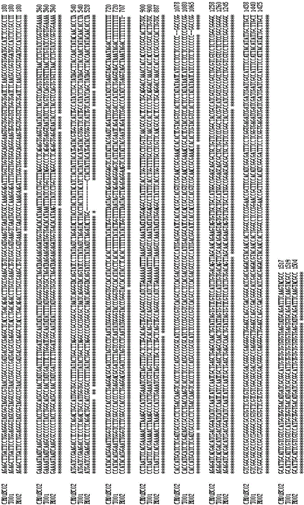 重組核酸片段RecCR01BC02及其檢測方法與流程